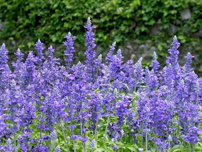 花都精品促銷(xiāo) 青州鼠尾草批發(fā)與小龍柏、扶芳藤種植基地產(chǎn)品介紹